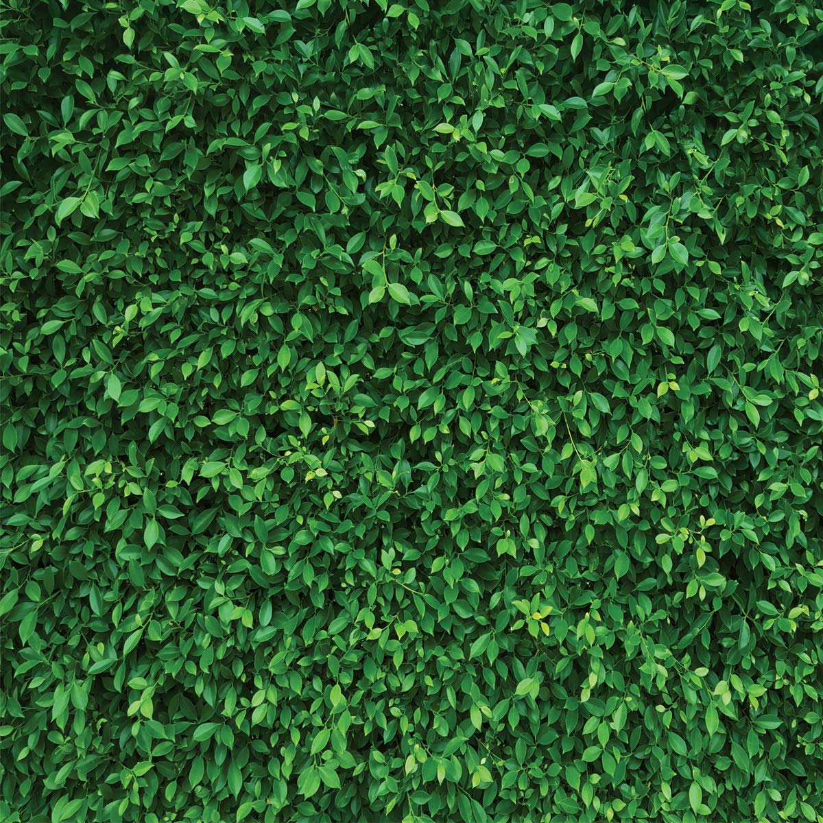 Lywygg 8X8Ft Green Leaves Photography Backdrops Mmicrofiber Nature Backdrop Birthday Background For Birthday Party Seamless Phot