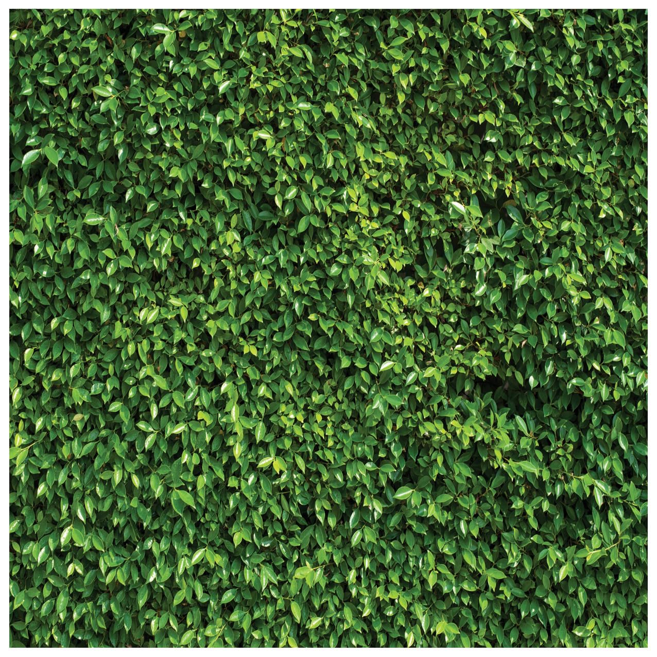 Wolada 10X10Ft Green Backdrop Greenery Wall Backdrop Green Leaves Backdrop Green Grass Backdrop Green Ivy Backdrop Bridal Baby S