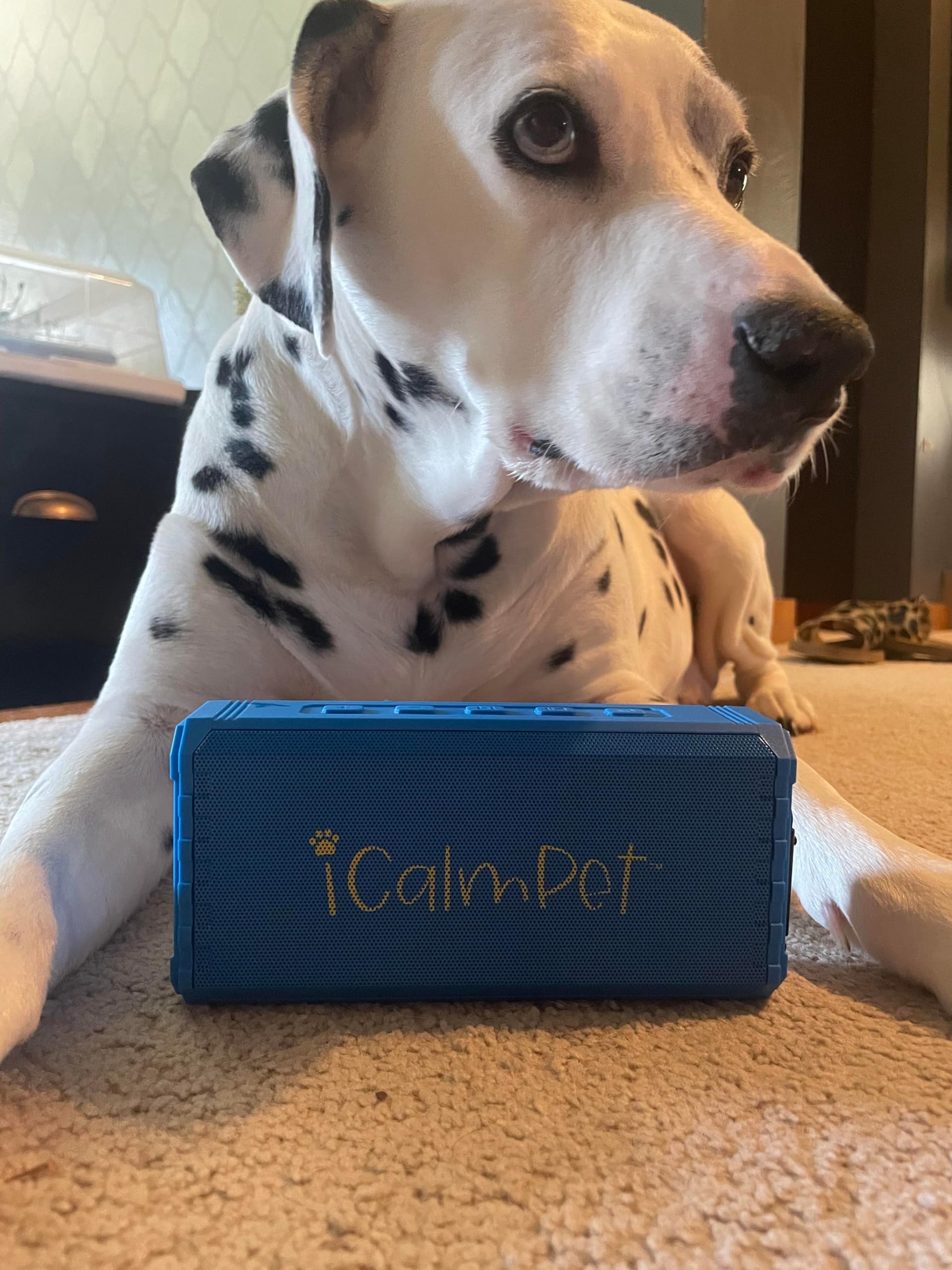 La Carte (Without Music Sd Card) | Icalmpet Ruff 'N Ready Portable Bluetooth Speaker | New