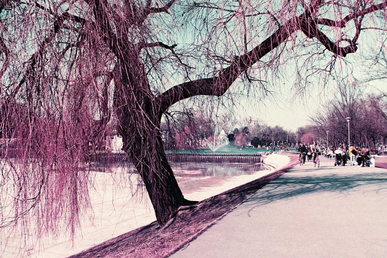 Lomochrome Purple 35 Mm Iso 100 400