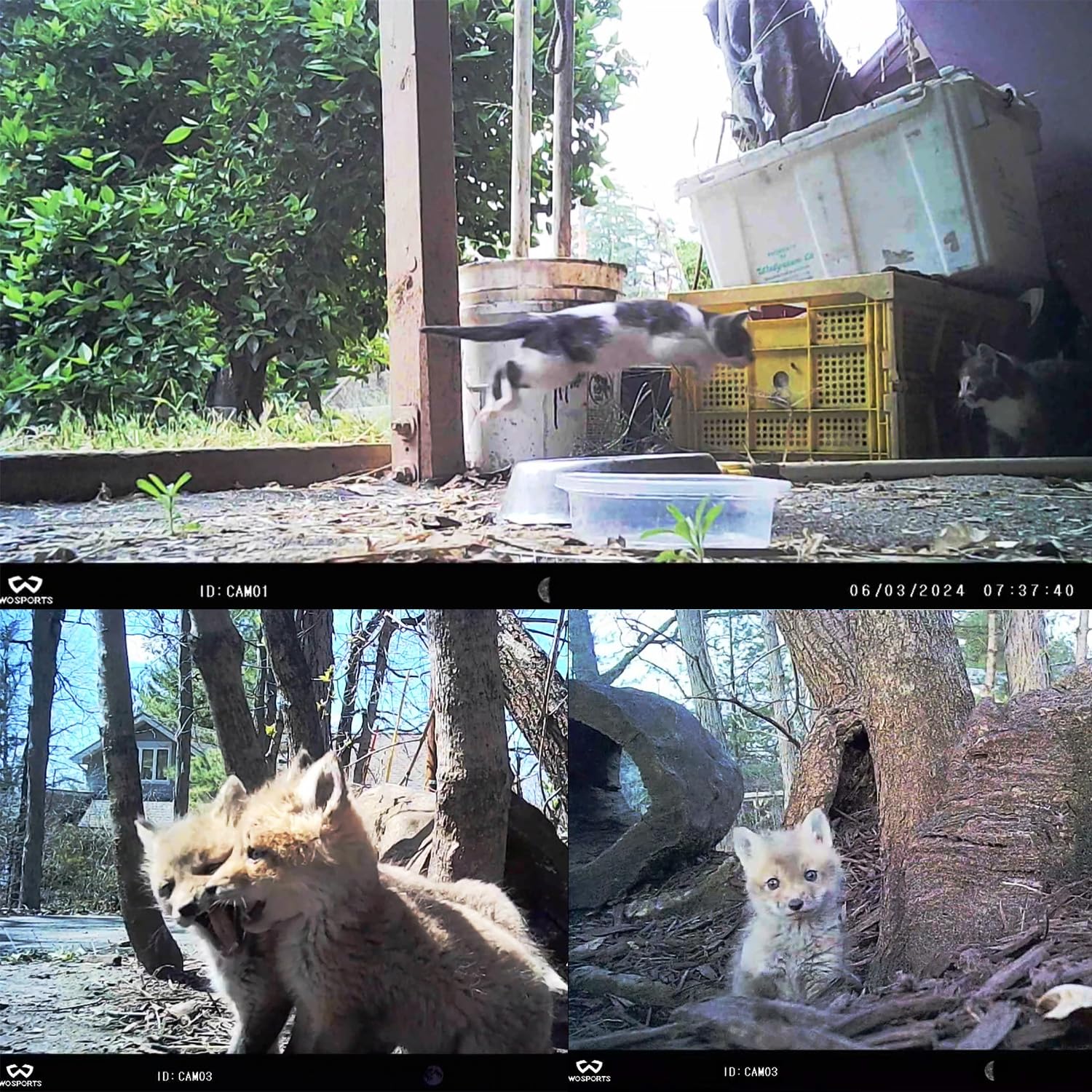 Wosports Mini Trail Camera 2 Pack, 24Mp 1080P Hd Game Camera With Sd Card And 8Aa Batteries, Fast Trigger Time Infrared Night Vi