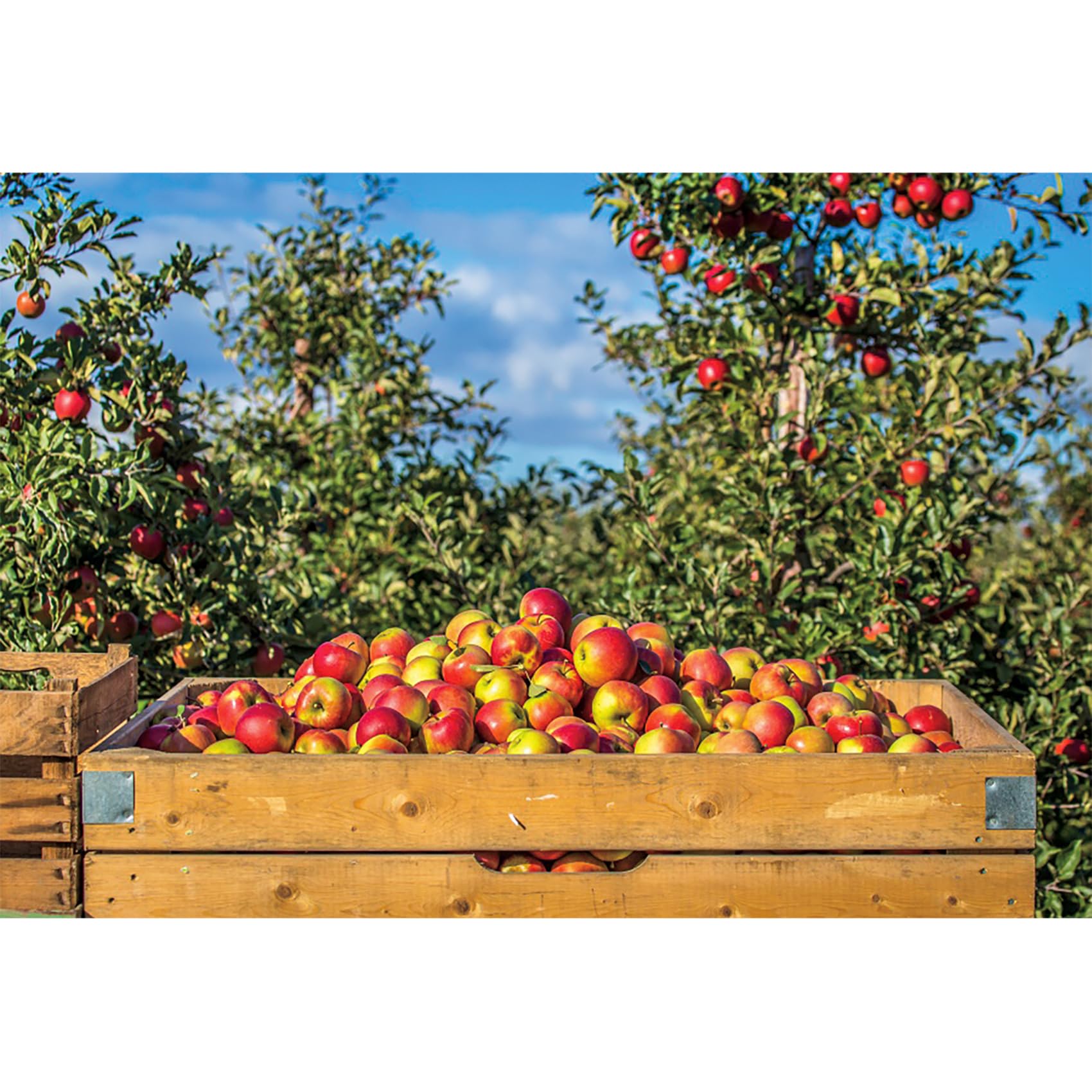 Baocicco 7X5Ft Autumn Orchard Farmland Backdrop Apples Wooden Container Apple Tree Photography Background Autumn Harvest Thanksg