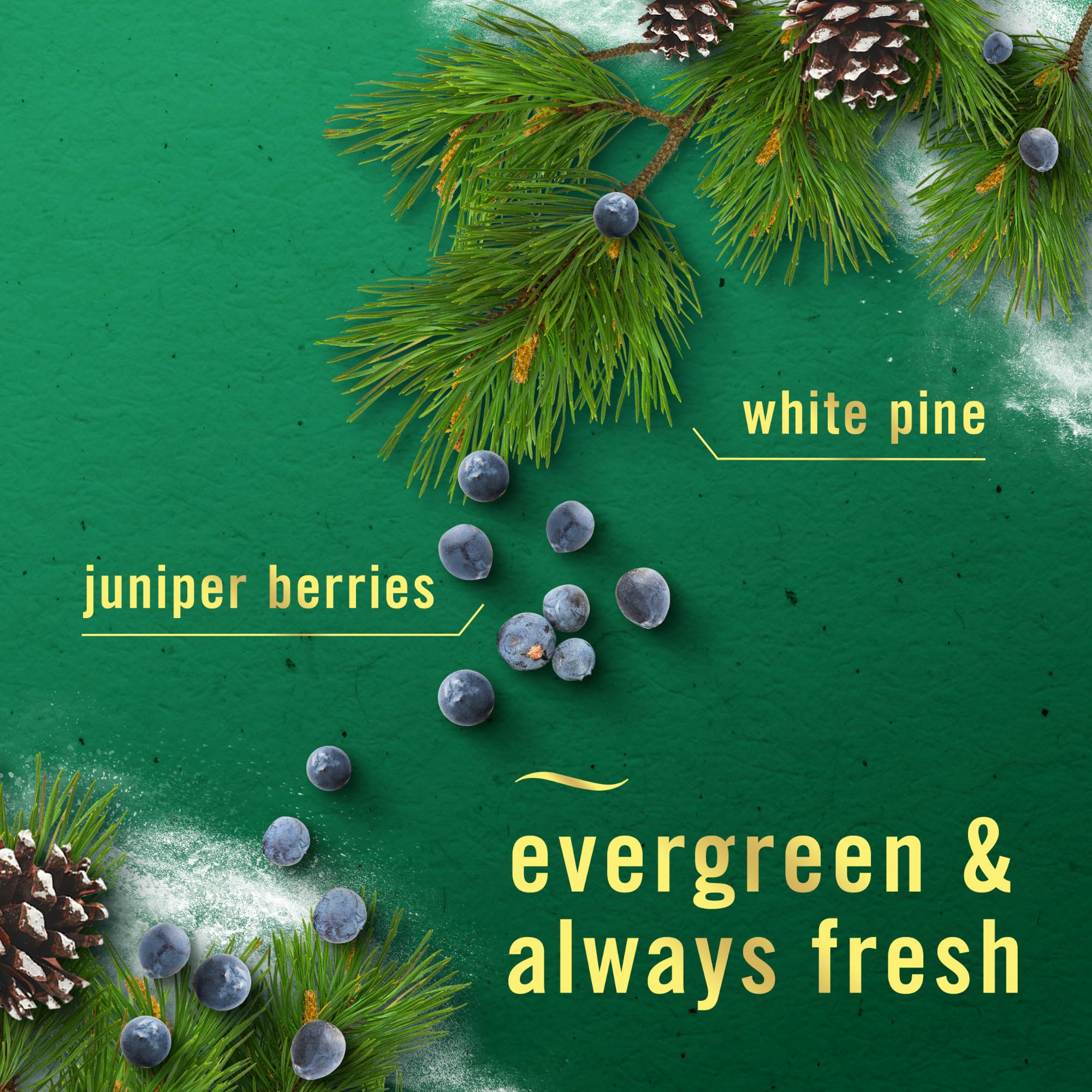 Febreze Odor Fighting Fade Defy Plug Air Freshener White Pine & Juniper Berry, 0.87Oz Oil Refill, 2 Count