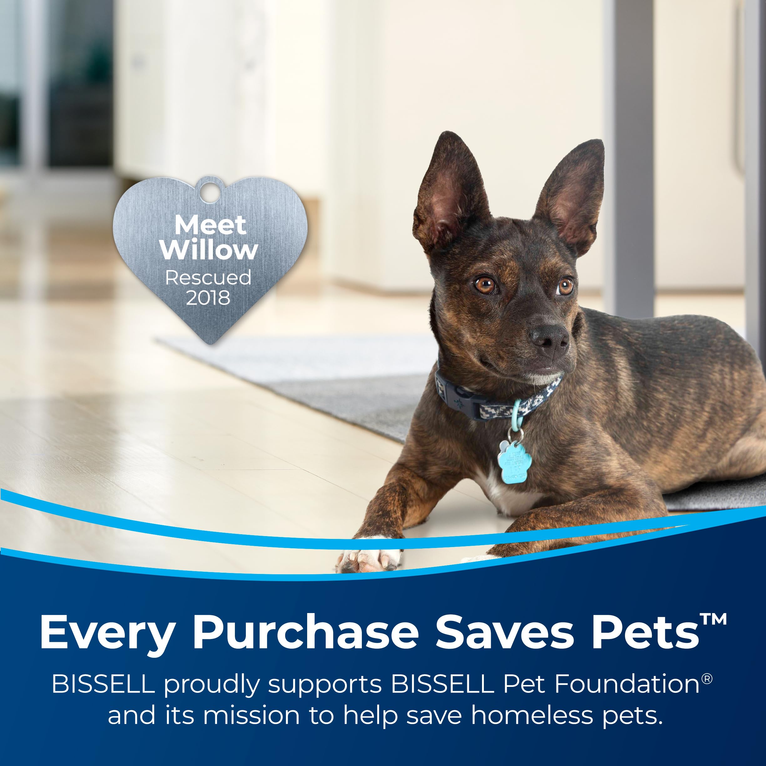 Bissell Little Green Pet Deluxe Portable Carpet Cleaner And Car/Auto Detailer, 3353, Gray/Blue