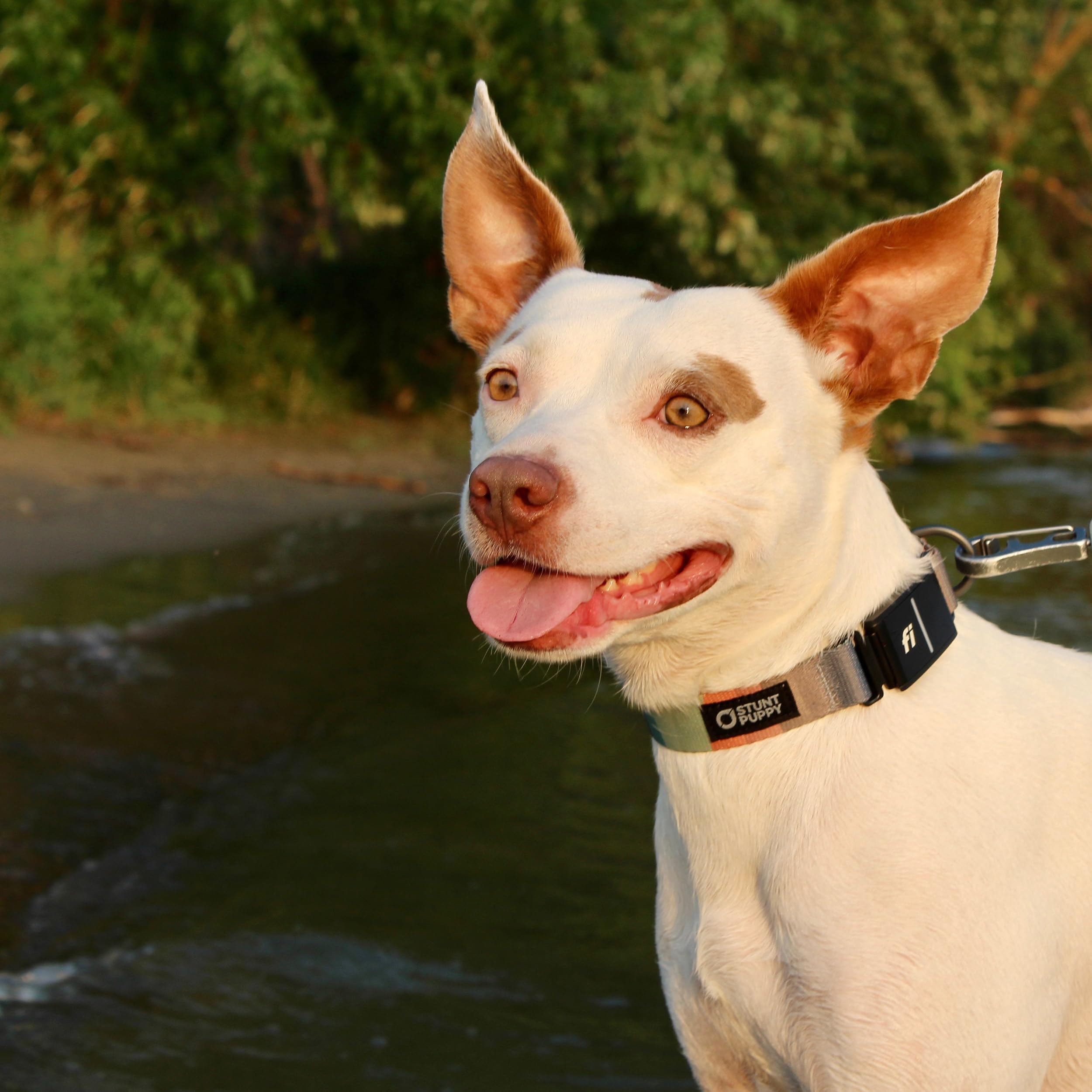 Stunt Puppy Dog Collar, Fi Series 3 Ready, Earthtone, Large   Compatible With Fi Gps Device (Not Included)