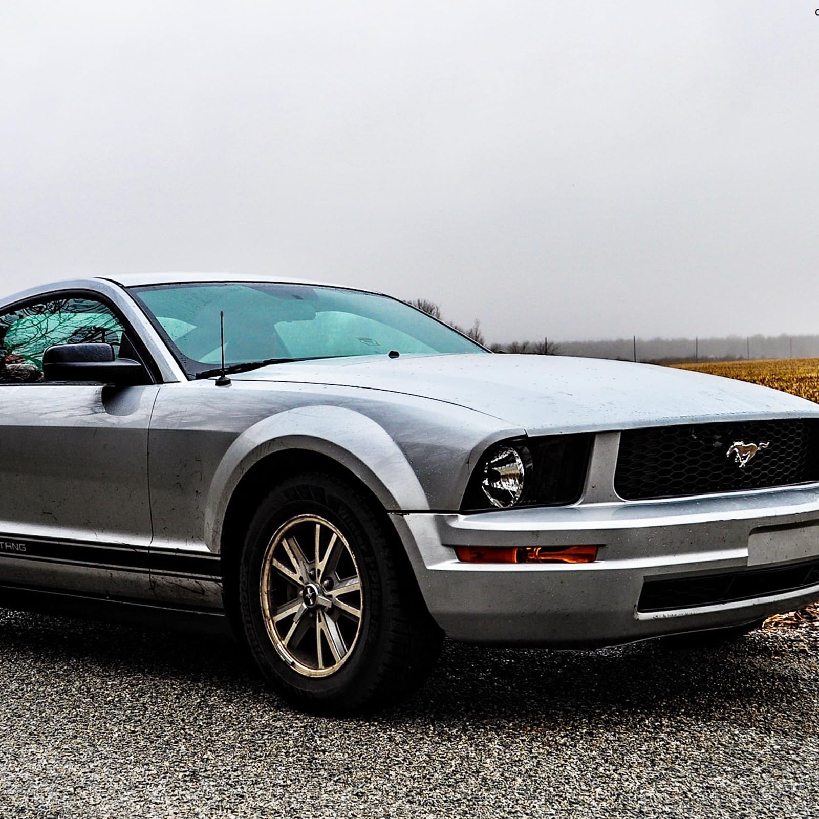 Antenna For Ford Mustang 1979 2009 Ford Mustang Gt V6 Shelby Gt500 Short Antenna Replacement, Ford Mustang Radio Antenna Exterio