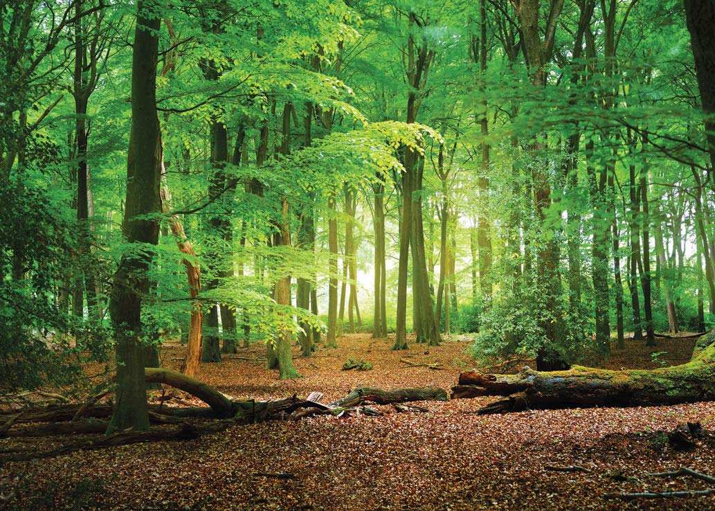 Sjoloon 9X6Ft Spring Green Forest Thin Vinyl Photo Backdrops Camping Themed Baby Shower Photography Background Studio Props 1051