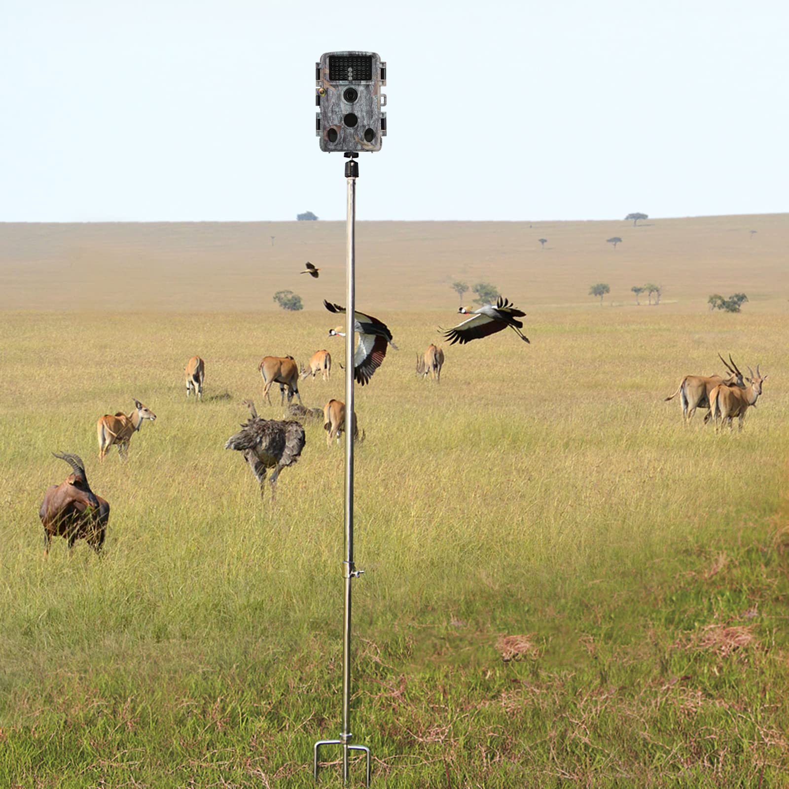 Adfitjo Game & Trail Camera Mount, Thickened Collapsible Multifunctional Stainless Steel Bracket, 360 Adjustable Universal Screw