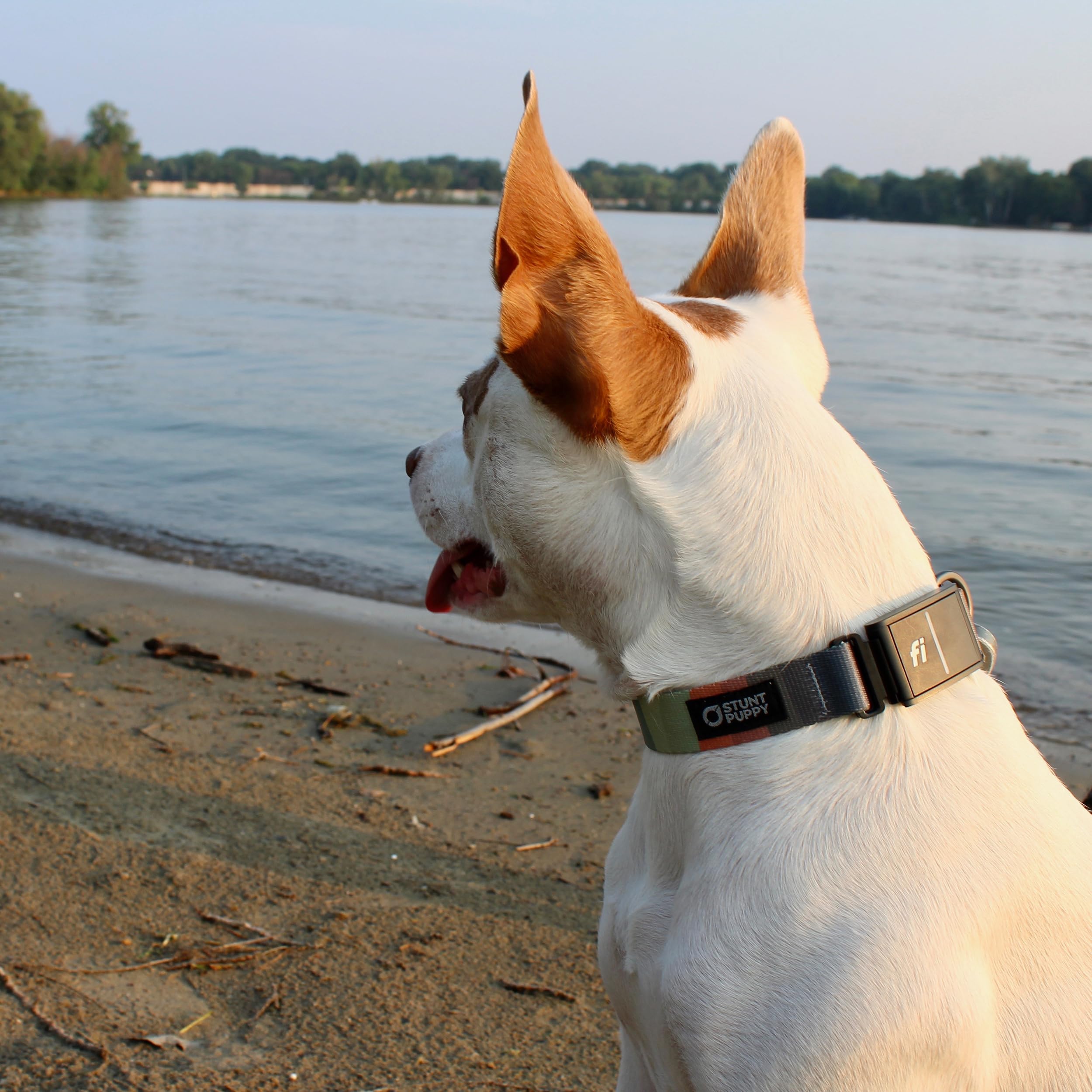 Stunt Puppy Dog Collar, Fi Series 3 Ready, Earthtone, Large   Compatible With Fi Gps Device (Not Included)