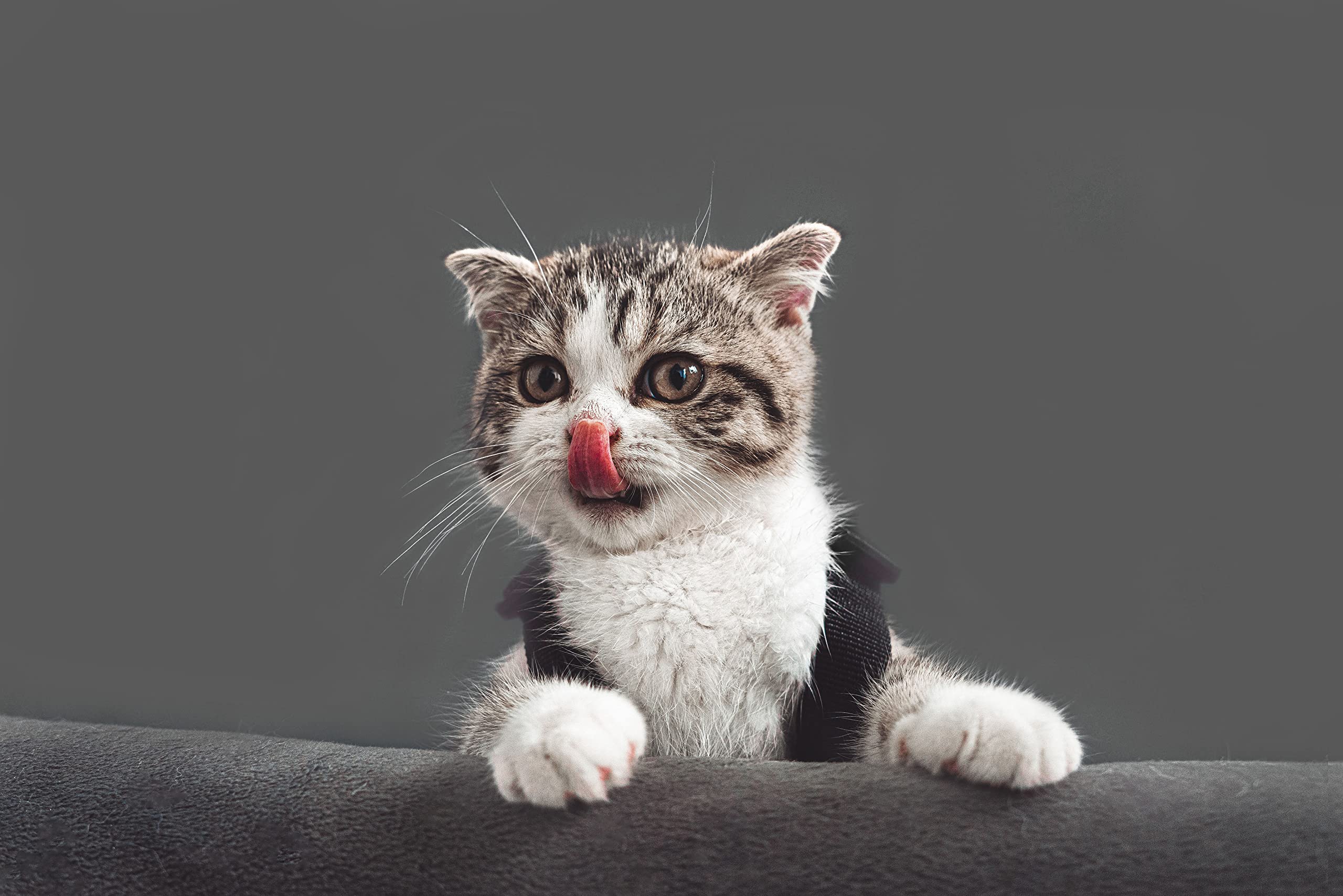 Kate Seamless Paper Backdrop For Photography Light Gray Photo Backdrop Paper (53''X16.4' Pursuit Grey)