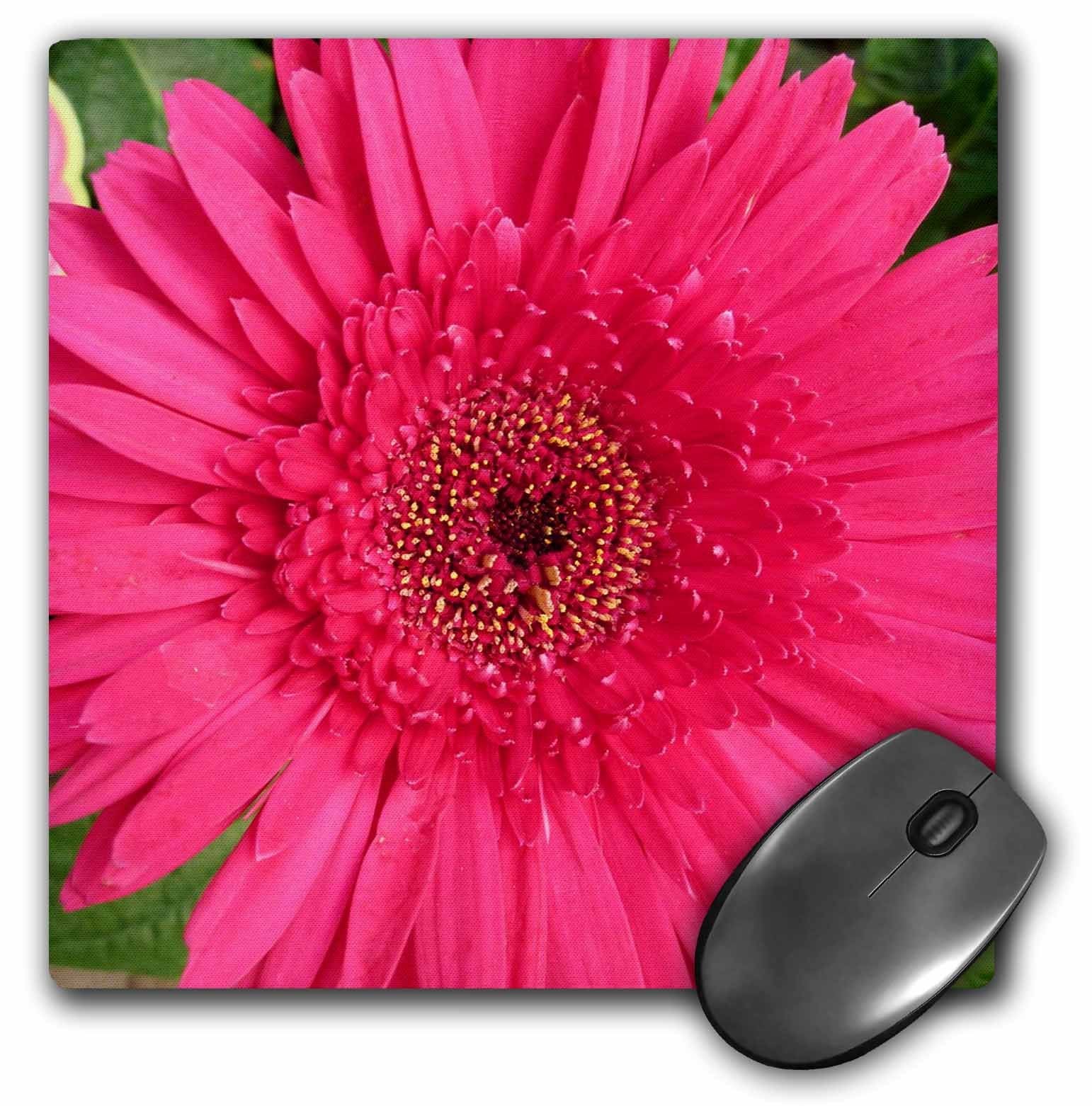 3Drose Llc 8 X 8 X 0.25 Inches Mouse Pad, Gerbera Pink (Mp_22170_1)