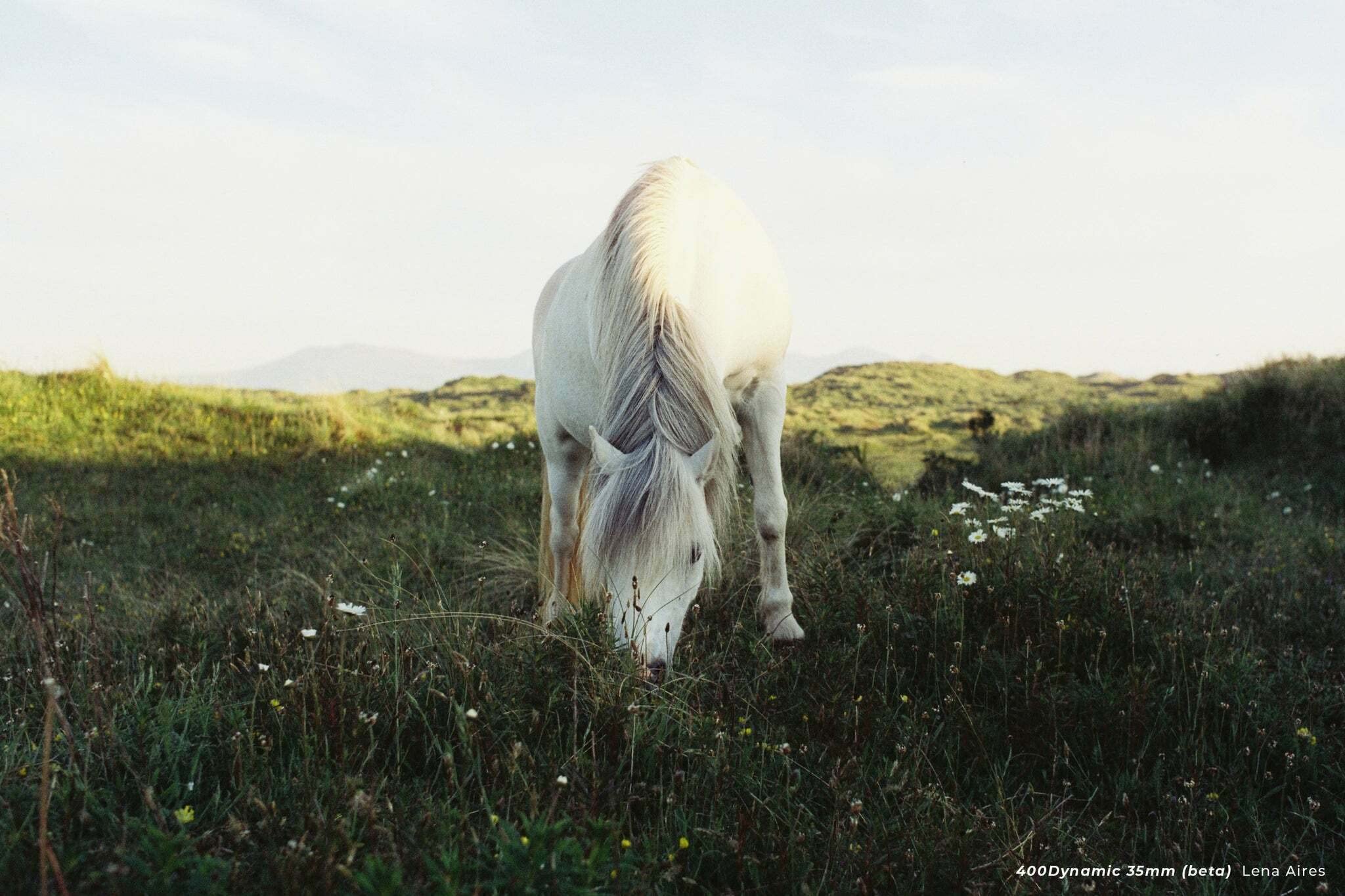 Cinestil 35Mm 400 Dynamic Color Film (135, 36 Exp) 3 Pack