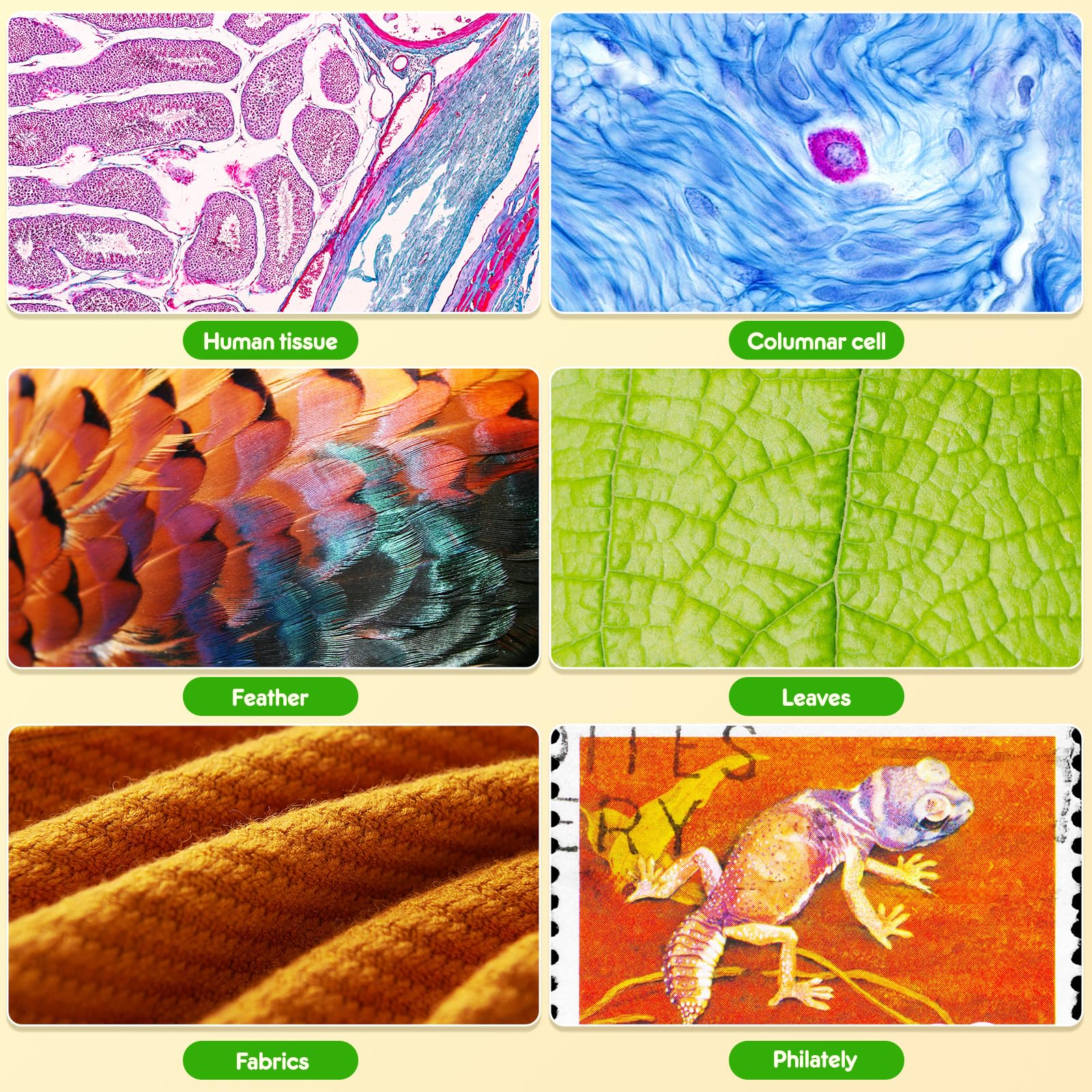 Pocket Microscope For Kids And Adults   135X Mini Microscope, Portable Handheld Minimicroscope With 5 Microscope Slides, Perfect