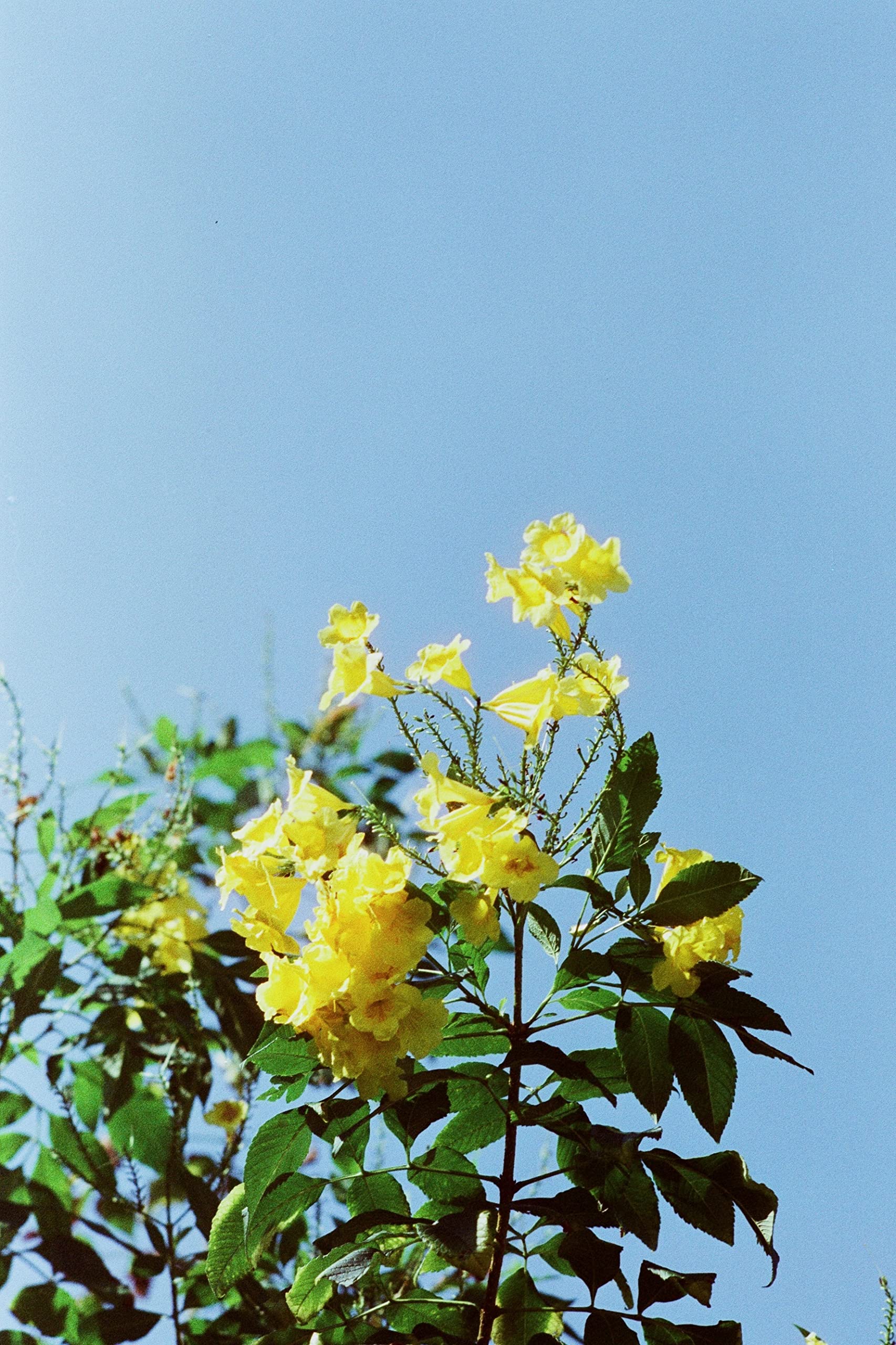 Reto Amber D400 35Mm Color Negative Cine Film, 27 Exposures, Iso400, 135, Cinematic, Motion Picture Style, C41 Process