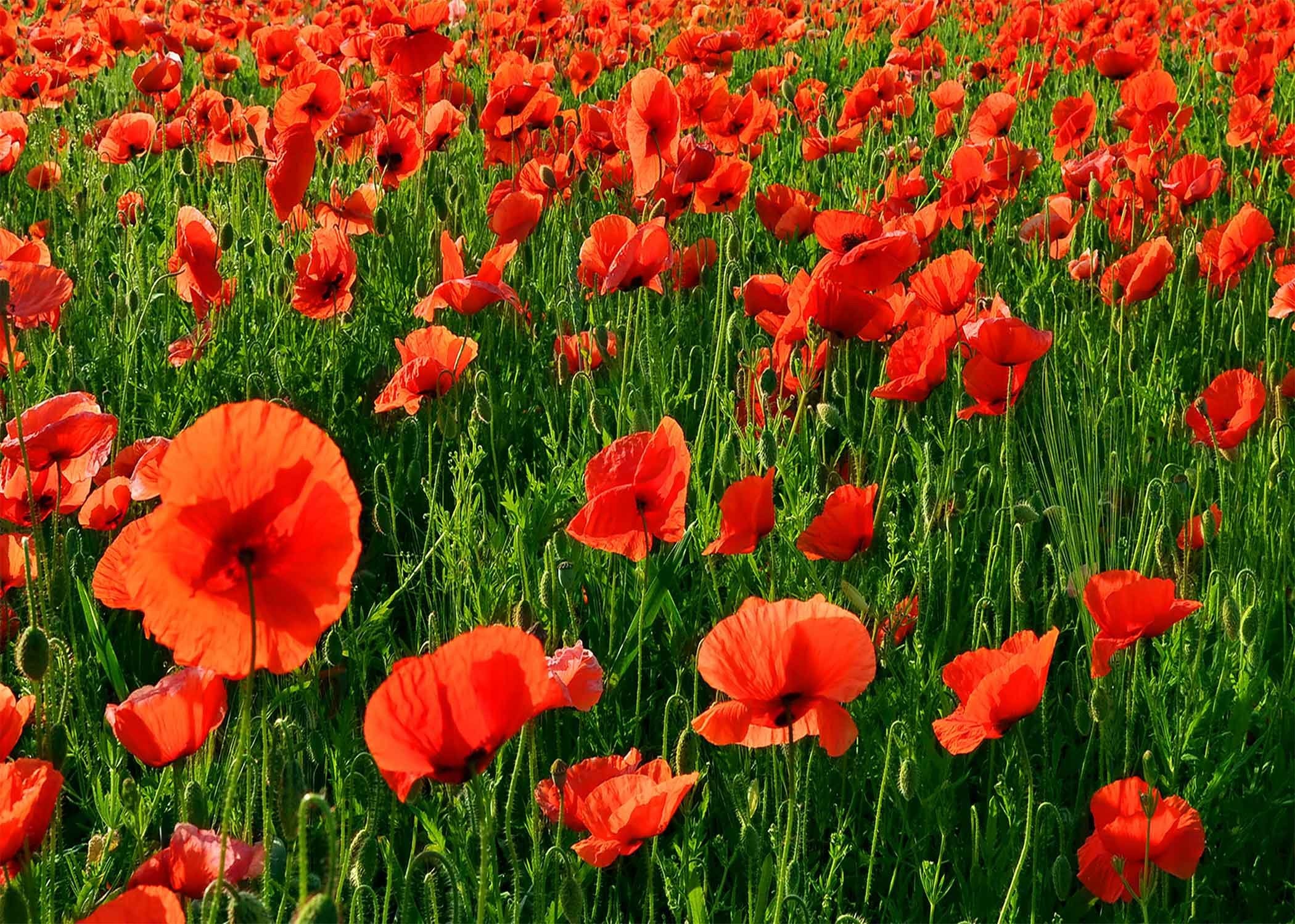 Mtmety Backdrop 7X5Ft Red Poppies Sea Background Romantic Wedding Photography Seamless Vinyl Photo Studio Props Lxme617