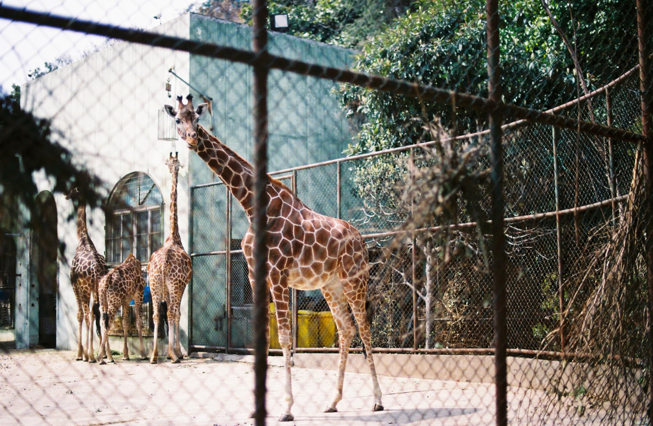 Lomography Color Negative 400 Iso 35Mm 3 Pack