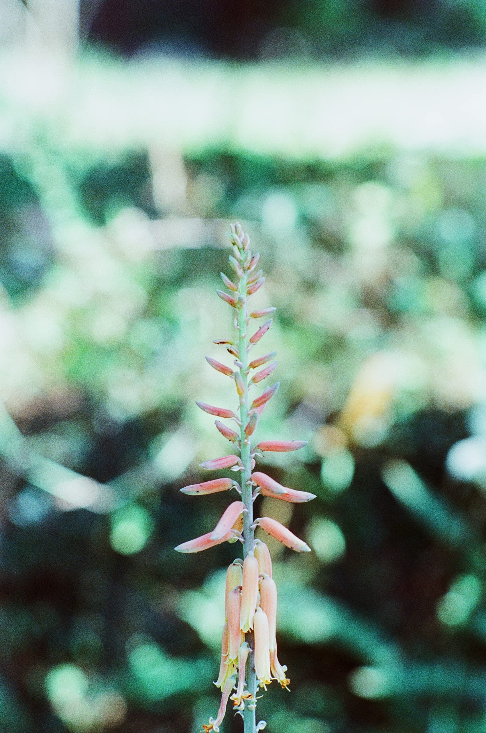 Reto Amber D400 35Mm Color Negative Cine Film, 27 Exposures, Iso400, 135, Cinematic, Motion Picture Style, C41 Process