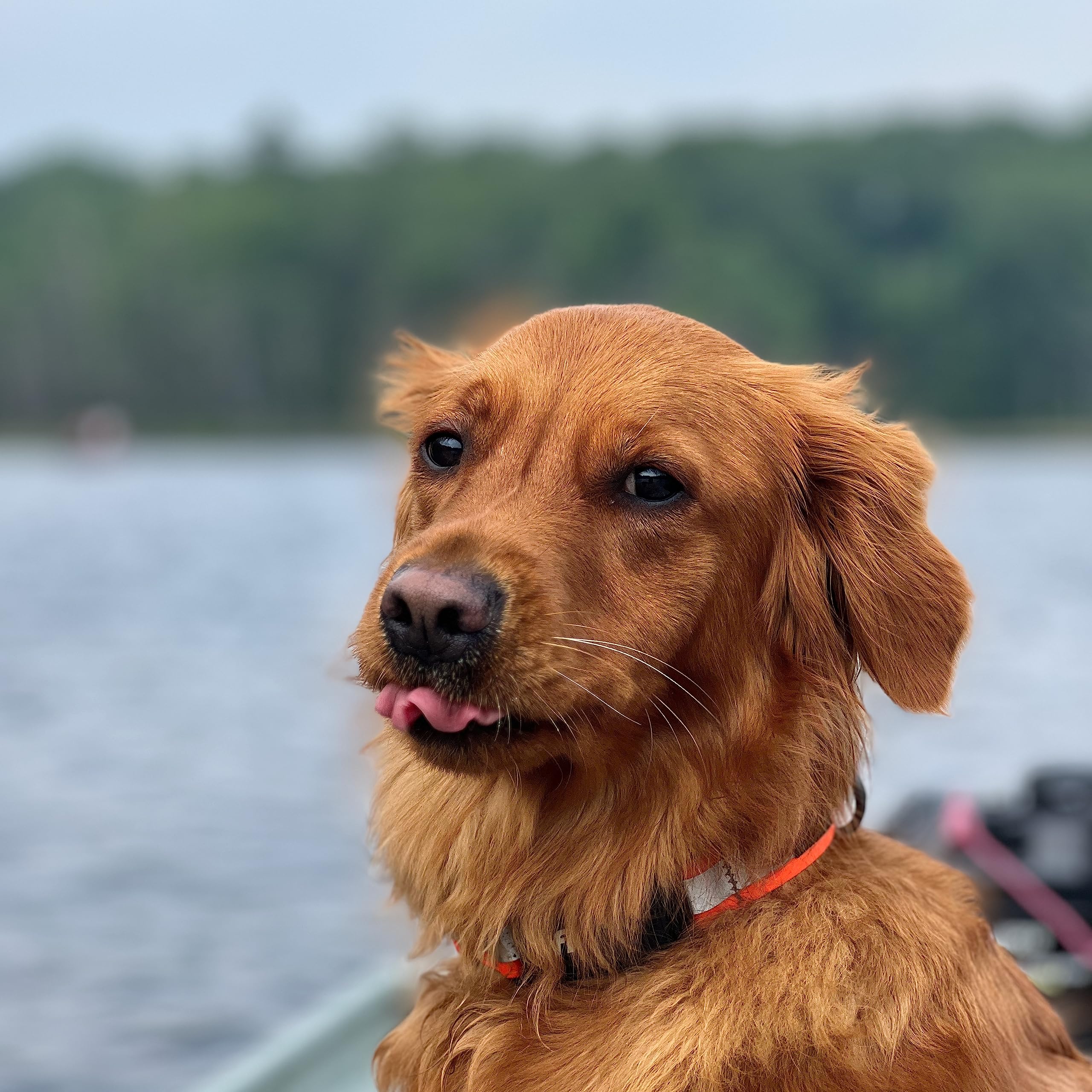 Stunt Puppy Dog Collar, Fi Series 3 Ready, Earthtone, Small   Compatible With Fi Gps Device (Not Included)