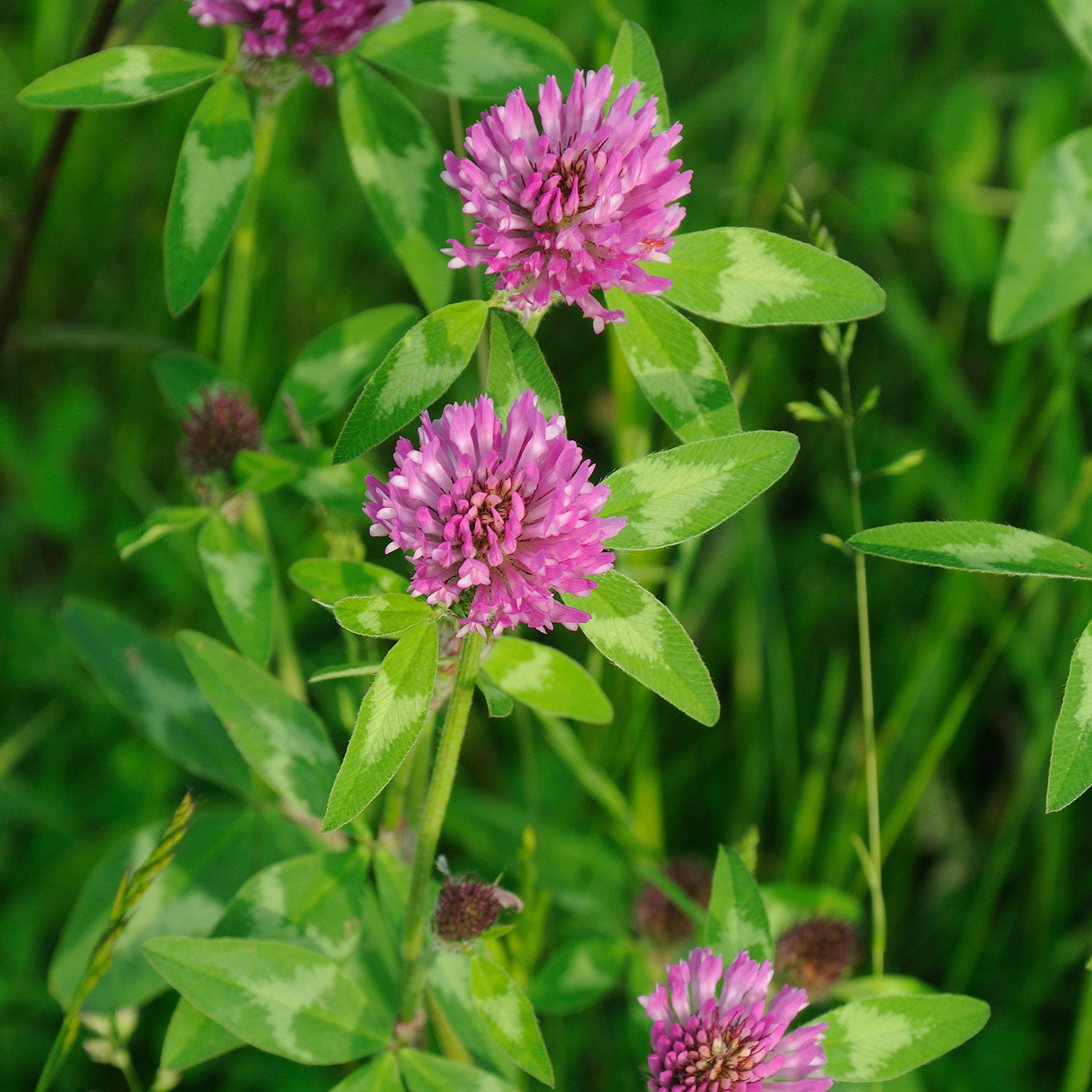 Outsidepride Red Clover Legume Seed For Pasture, Hay,  Soil Improvement   2 Lbs