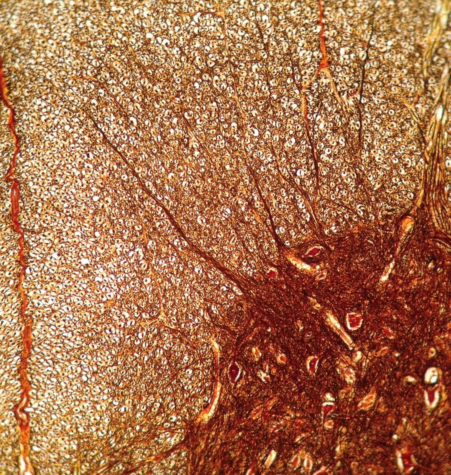 Labcam Microscope Adapter For Iphone 6/6S