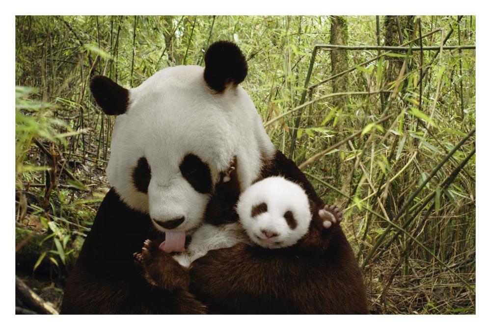 Giant Panda Gongzhu and cub in bamboo forest, Wolong Nature Reserve, ChinaPaper Art32 inchx22 inch
