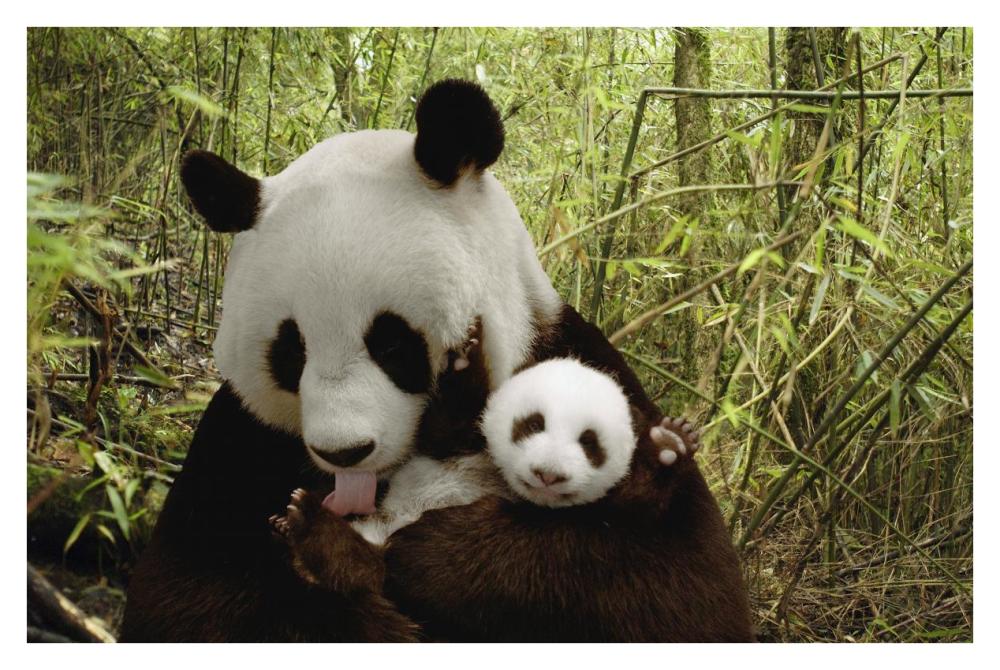 Giant Panda Gongzhu and cub in bamboo forest, Wolong Nature Reserve, ChinaPaper Art38 inchx26 inch