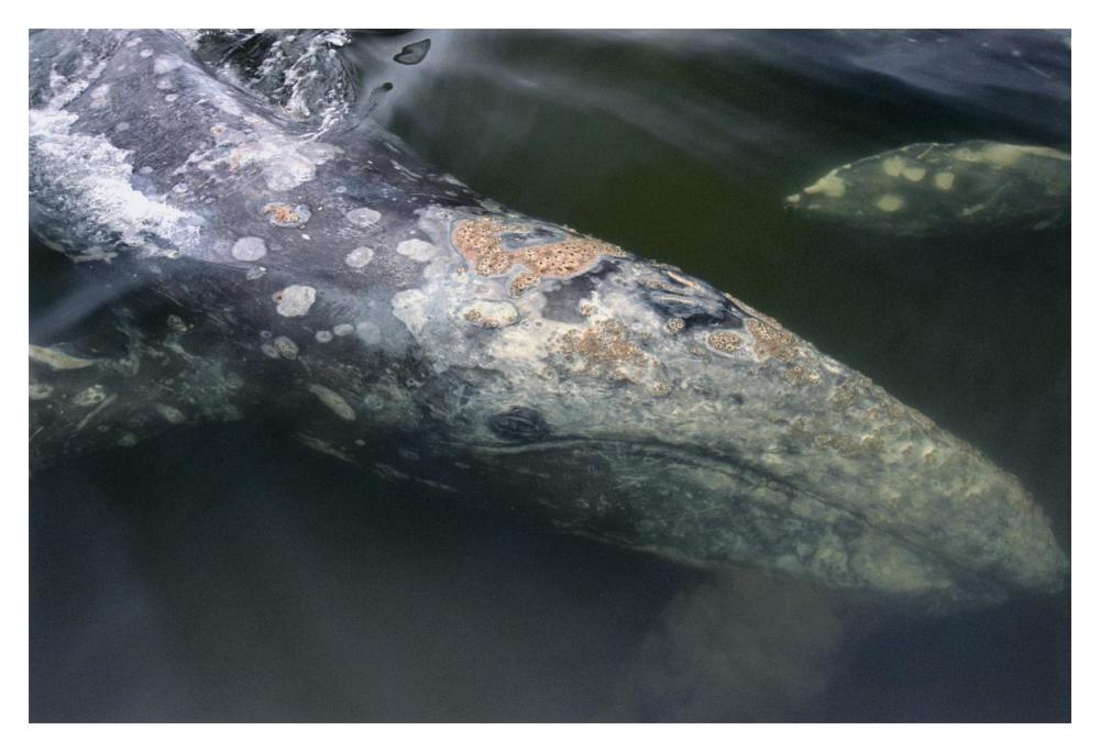 Gray Whale filter feeding, Clayoquot Sound, Vancouver Island, CanadaPaper Art20 inchx14 inch