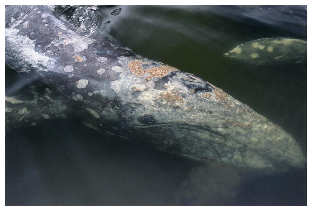 Gray Whale filter feeding, Clayoquot Sound, Vancouver Island, CanadaPaper Art62 inchx42 inch
