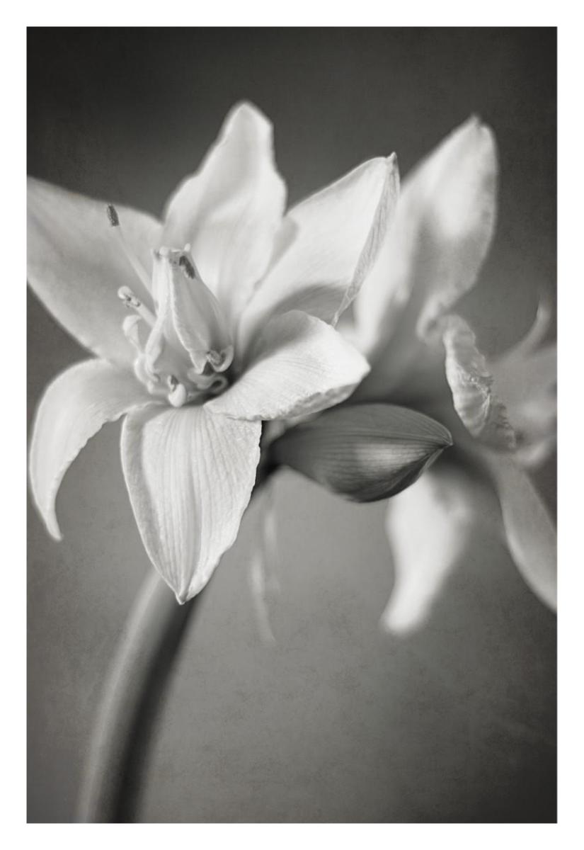 White Amaryllis I Paper Art22 inchx32 inch